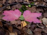 Viburnum opulus. Верхушка молодого растения в осенней окраске с бегущим муравьём. Тверская обл., Кимрский р-н, в подлеске берёзово-елового леса. 24.09.2020.