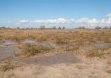 Juncus maritimus. Плодоносящие растения. Краснодарский край, м/о город-курорт Анапа, окр. станицы Благовещенская, Витязевская коса, периодически затапливаемое солёной водой место. 12.10.2019.