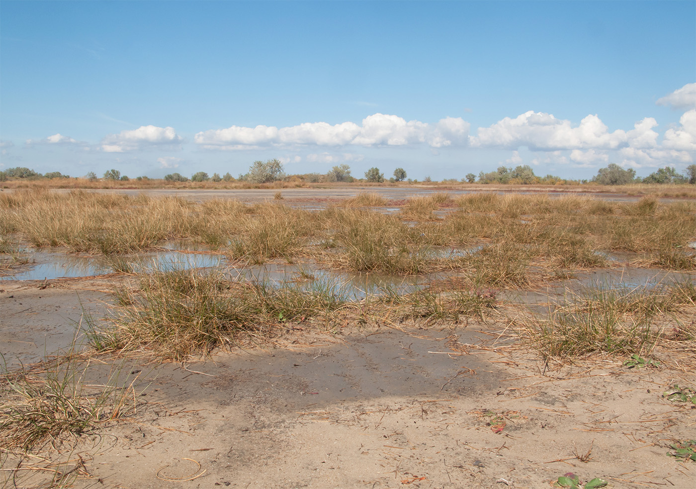 Image of Juncus maritimus specimen.