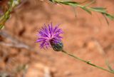 Centaurea adpressa. Соцветие. Астраханская обл., Ахтубинский р-н, Богдинско-Баскунчакский заповедник, гора Большое Богдо, сухой склон. 22.08.2020.