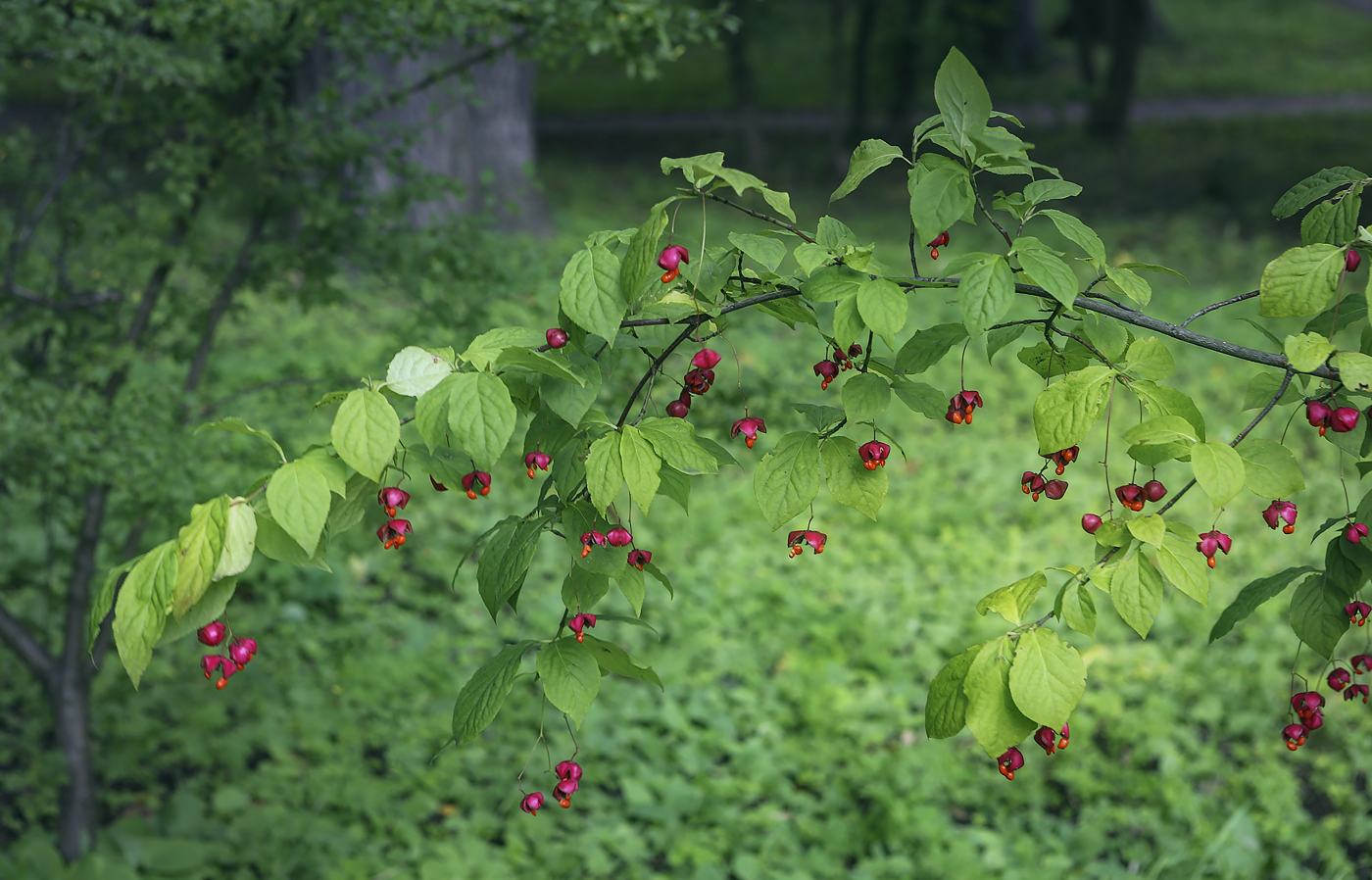 Image of Euonymus maximowiczianus specimen.