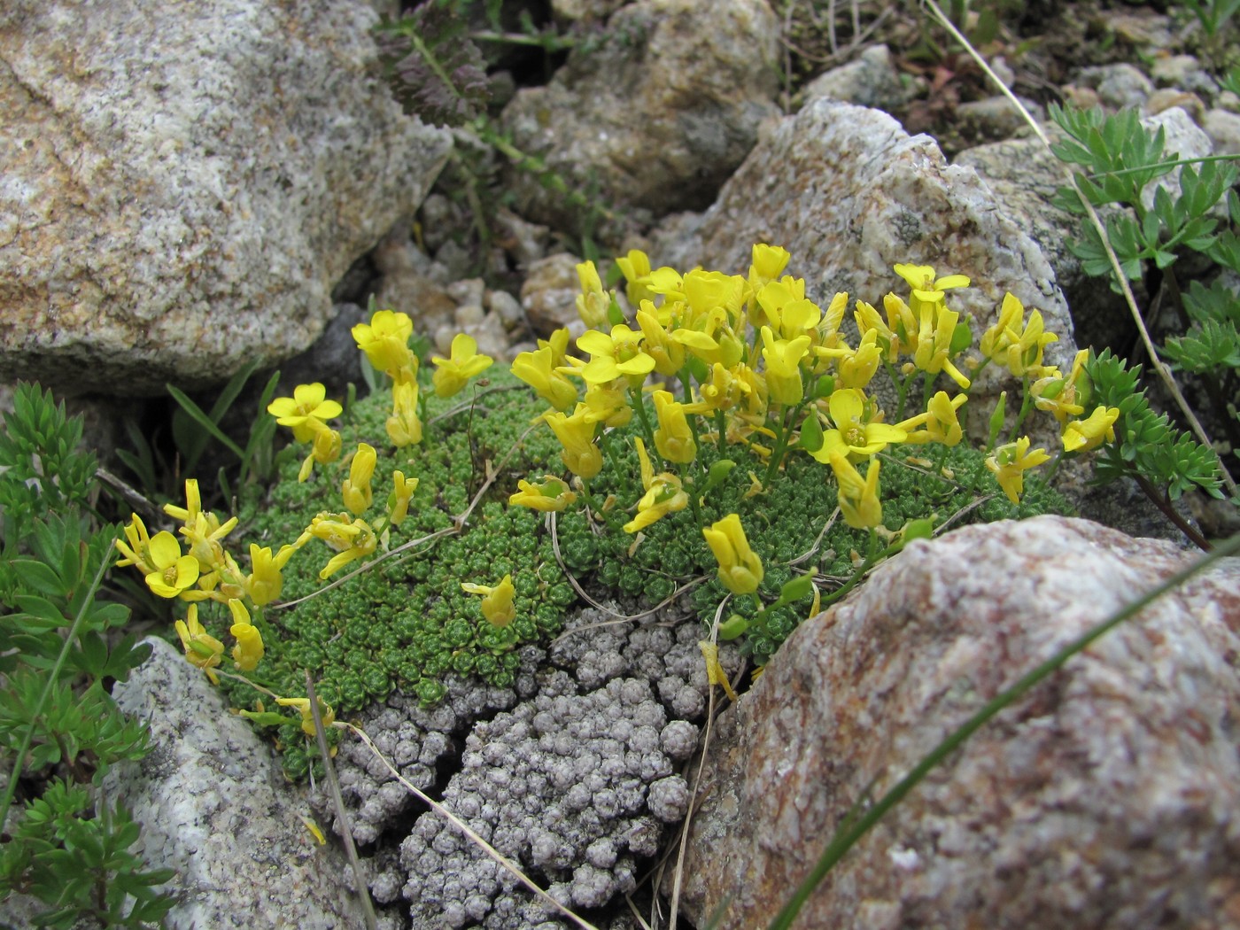 Image of Draba bryoides specimen.