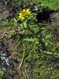 Bidens cernua variety radiata. Верхушка цветущего растения. Нидерланды, провинция Drenthe, Spijkerboor, берег реки Хунзе. 13 сентября 2008 г.