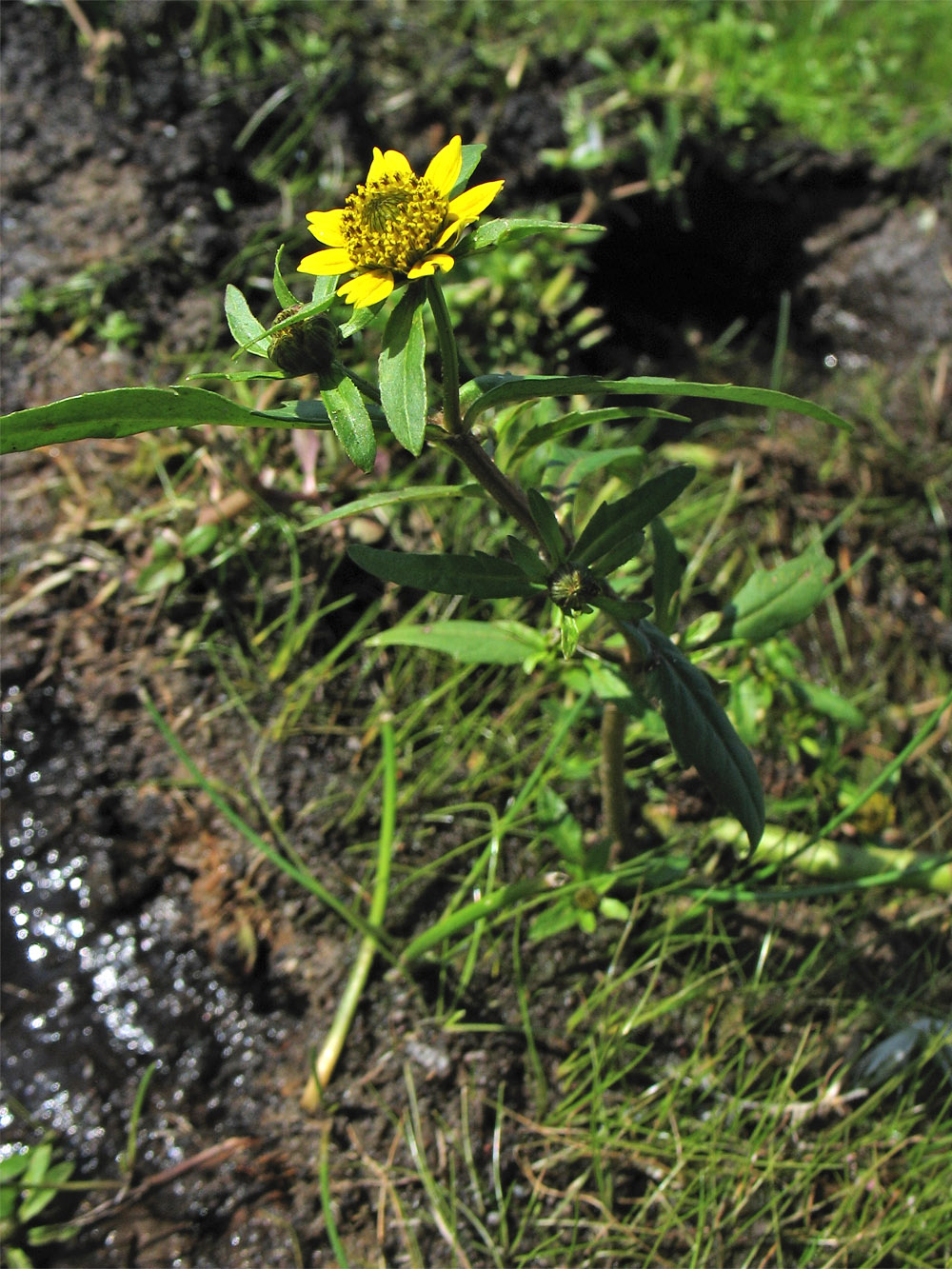 Изображение особи Bidens cernua var. radiata.