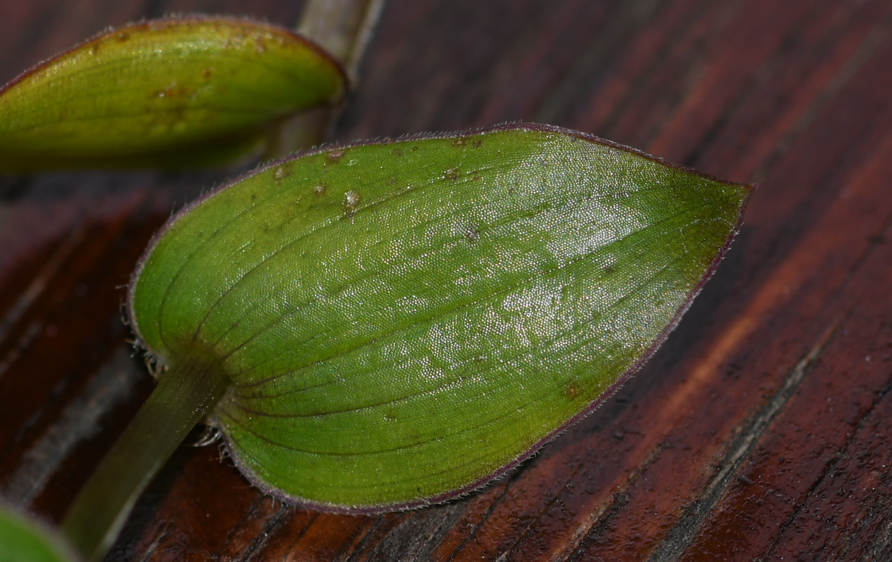 Изображение особи Callisia gracilis.