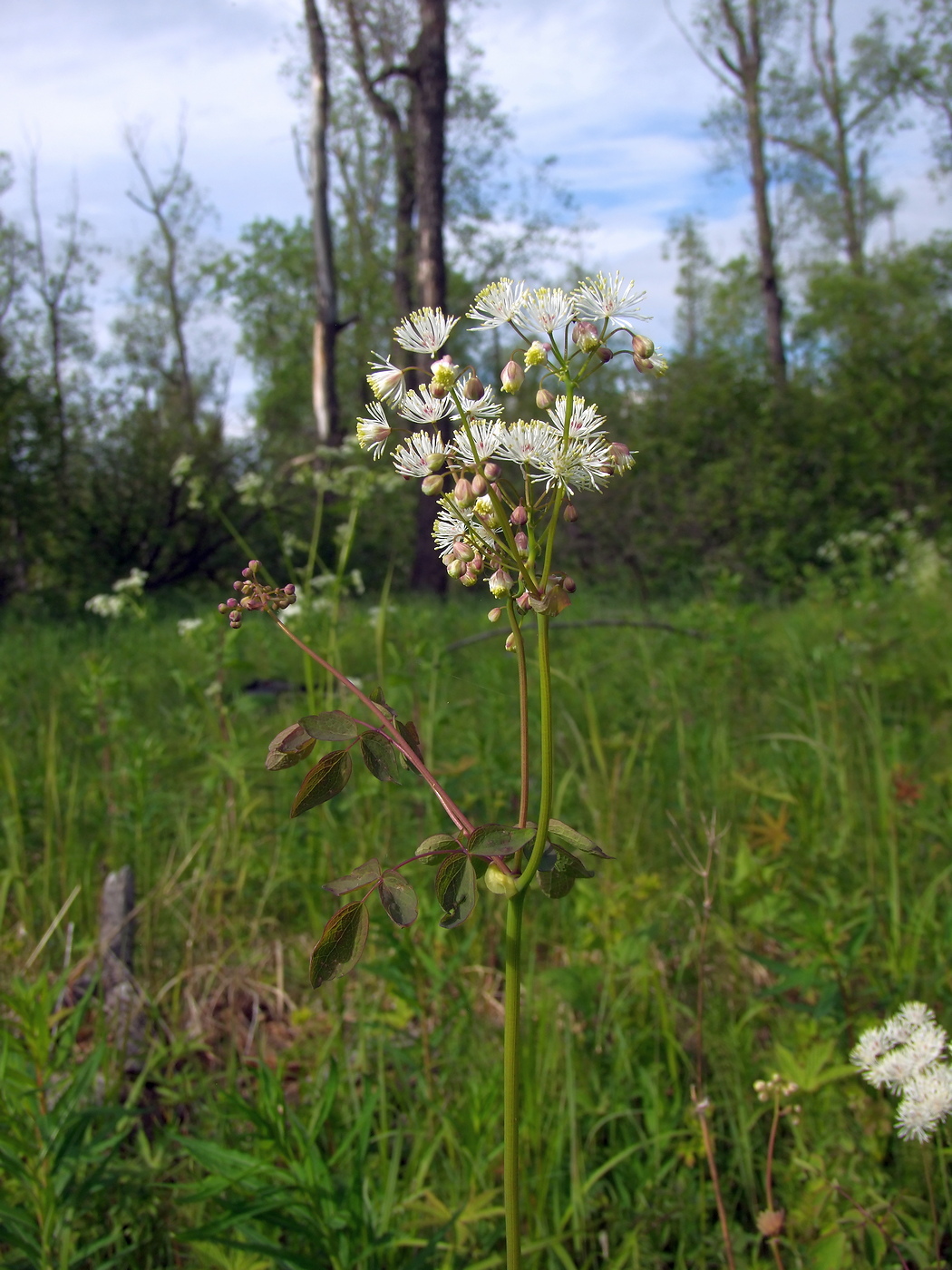 Изображение особи Thalictrum contortum.