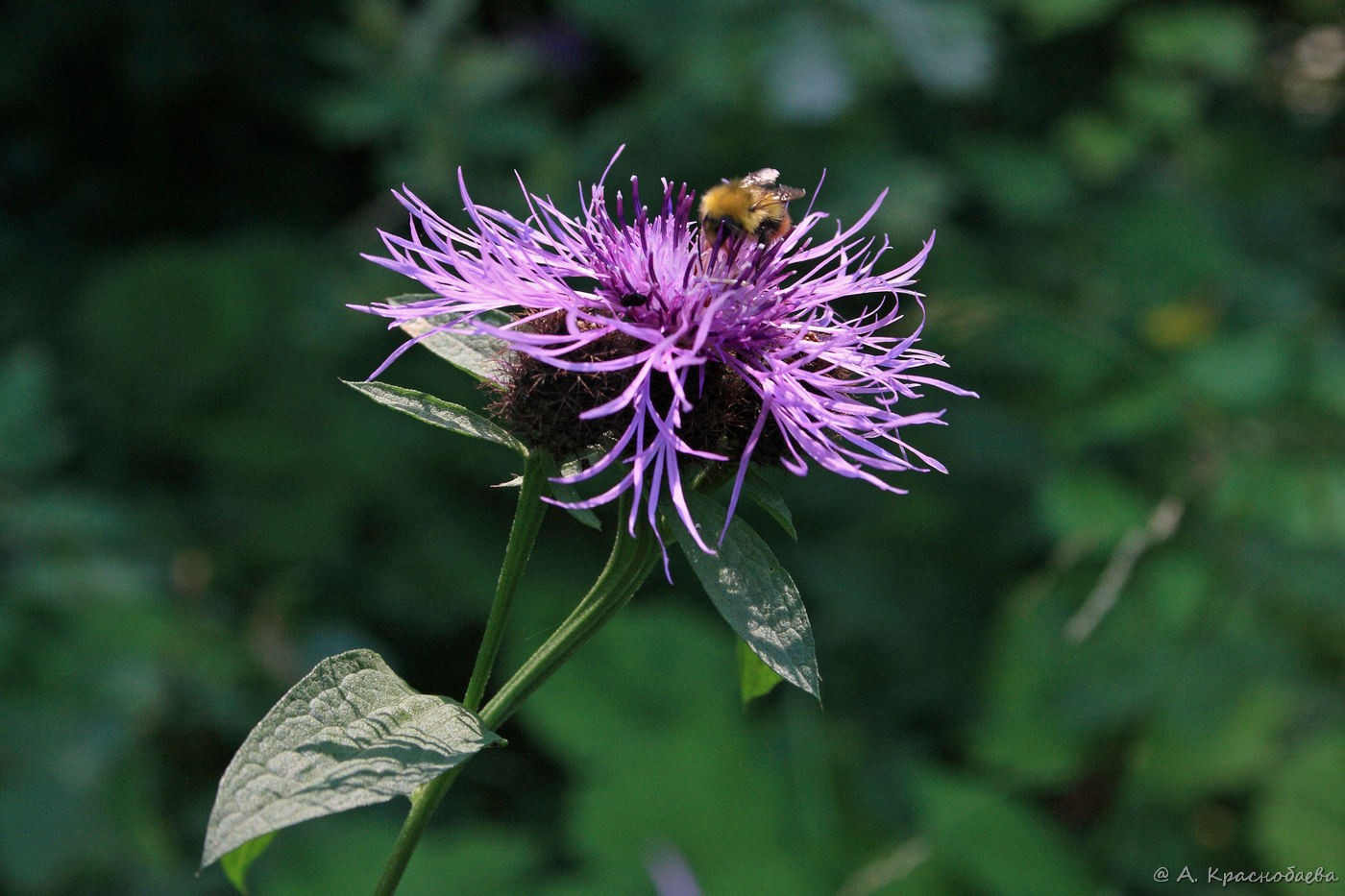 Image of Centaurea pseudophrygia specimen.