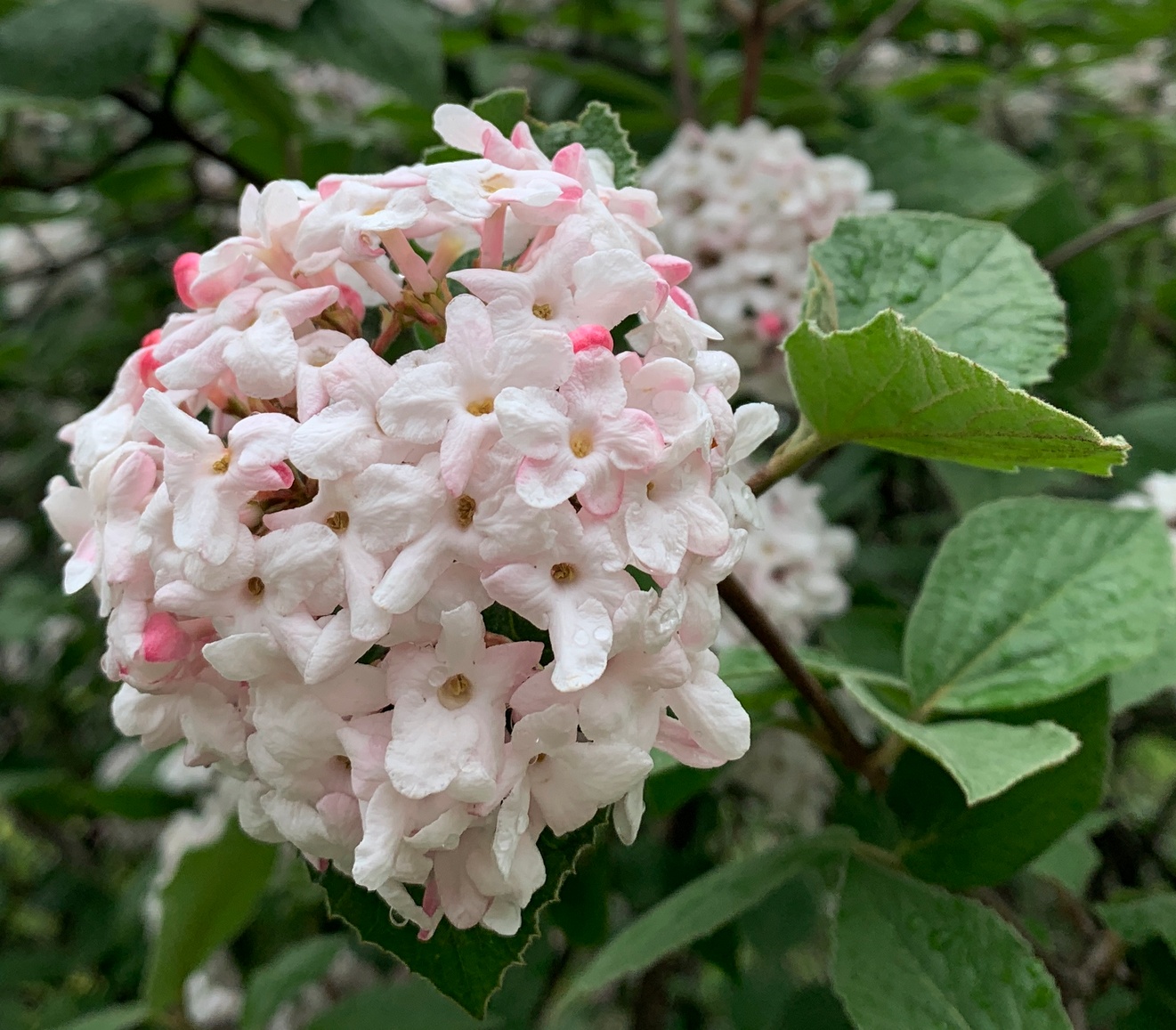 Изображение особи Viburnum carlesii.