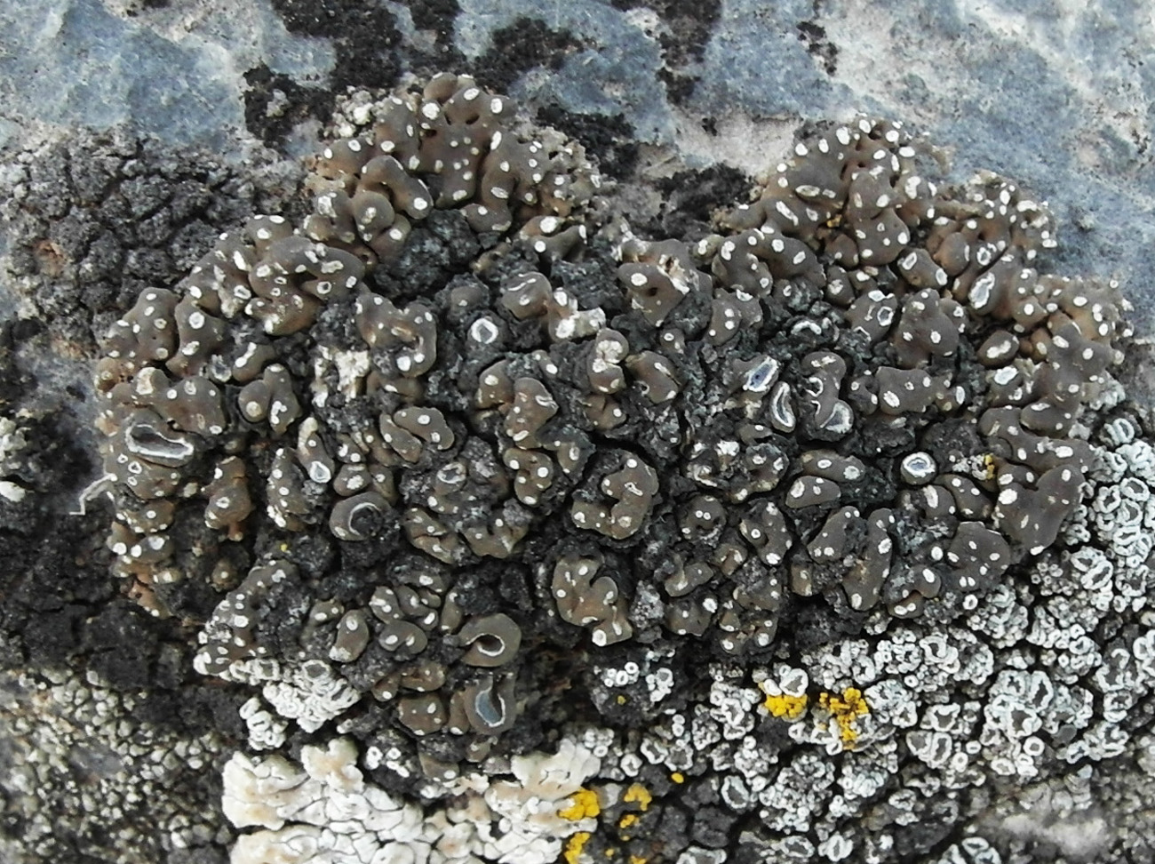 Image of Circinaria elmorei specimen.