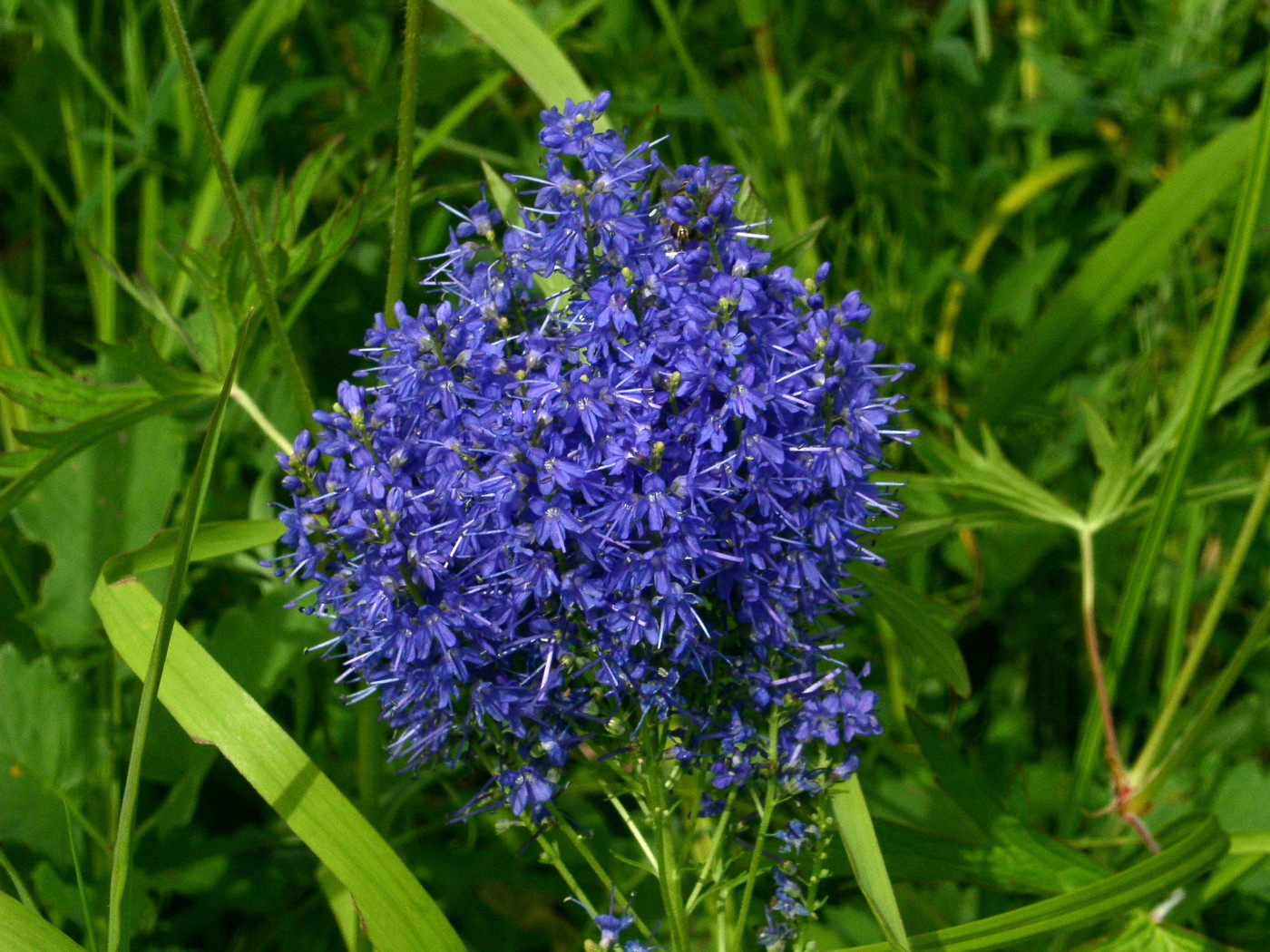 Image of Veronica longifolia specimen.