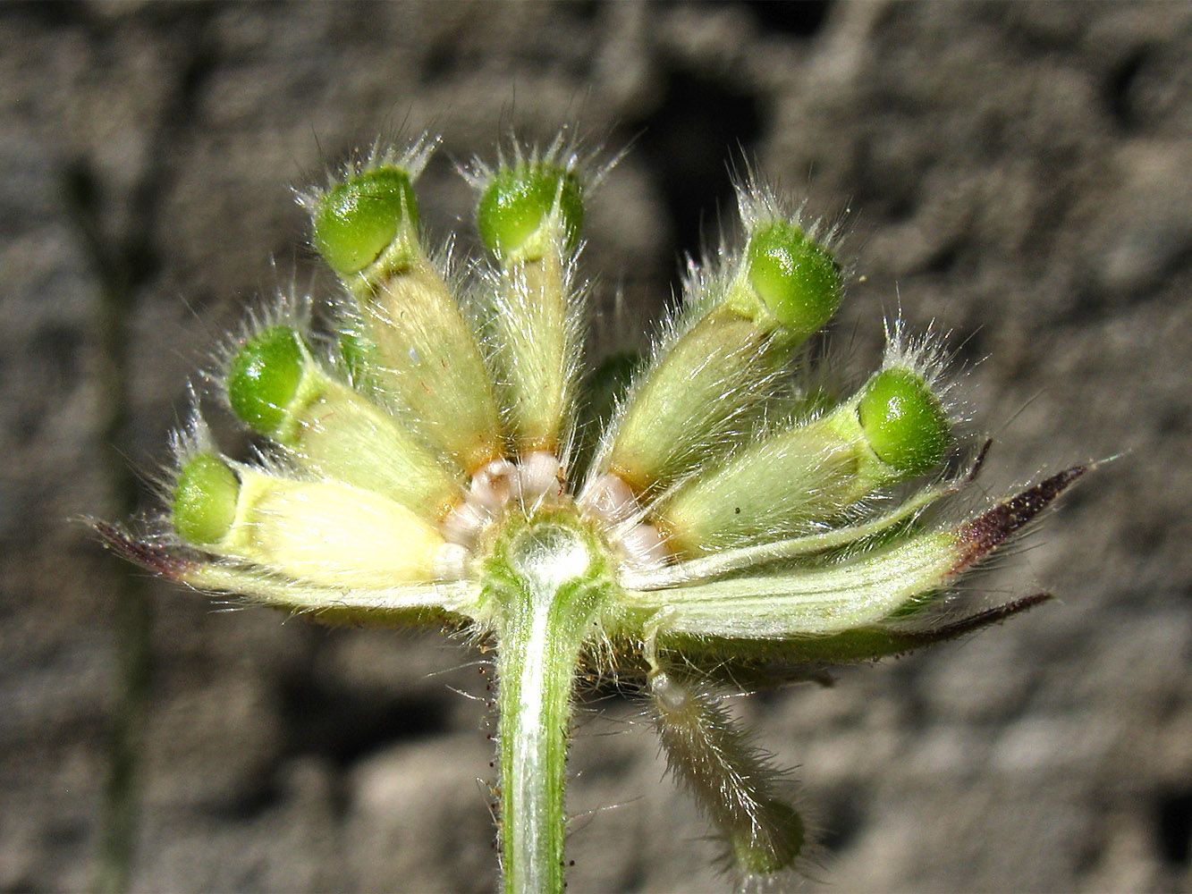 Изображение особи Knautia integrifolia ssp. urvillei.