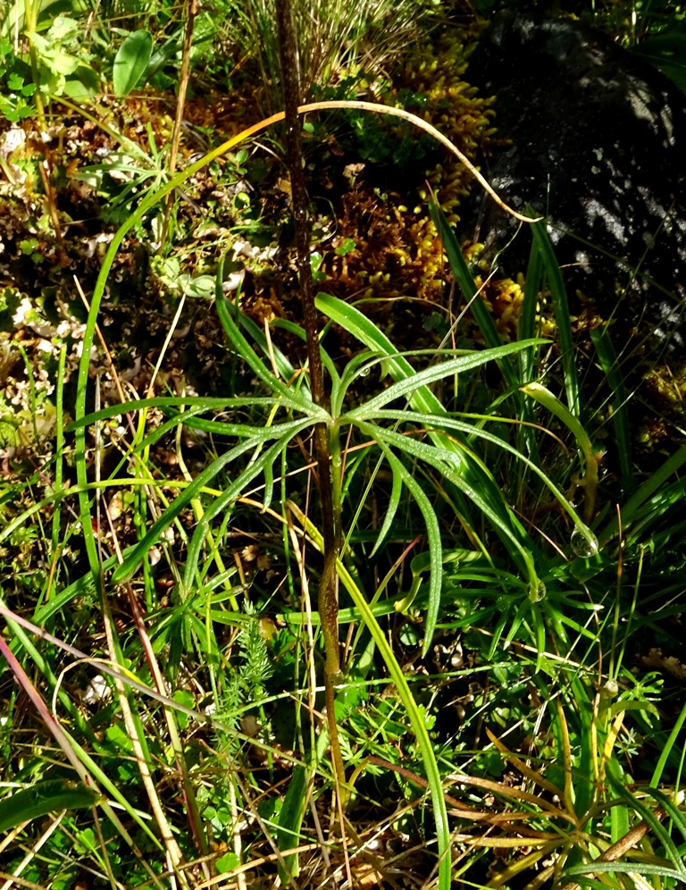 Image of Aconitum biflorum specimen.