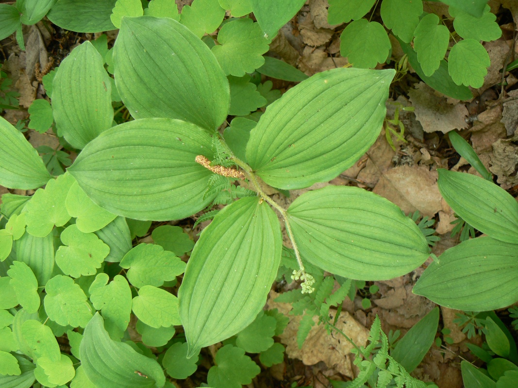 Изображение особи Smilacina hirta.