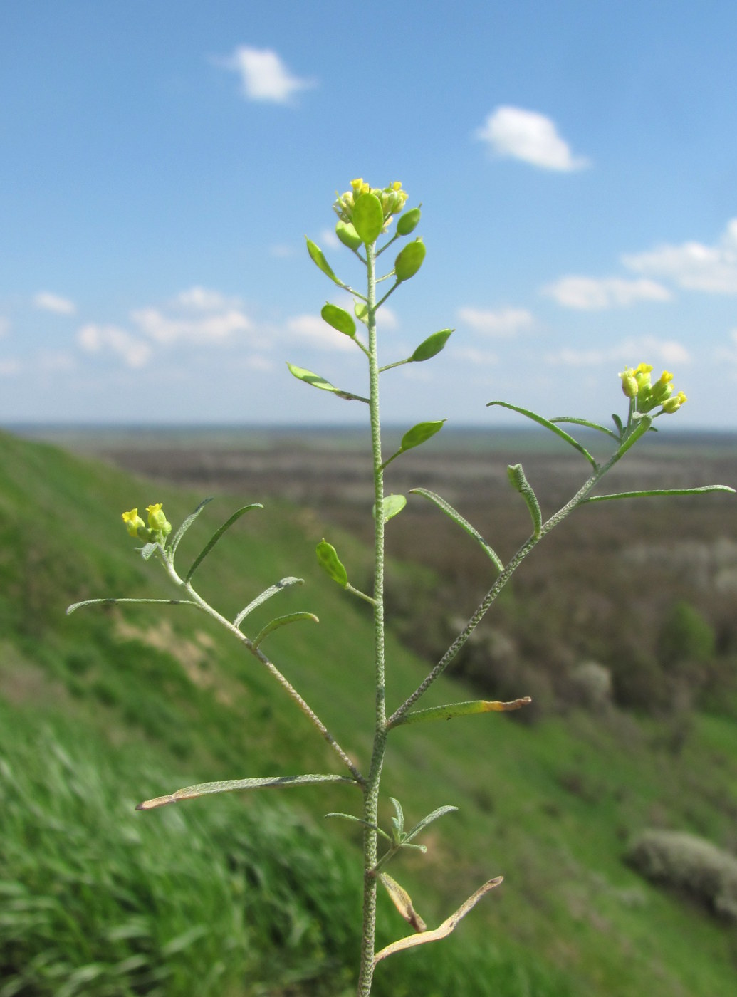 Изображение особи Meniocus linifolius.