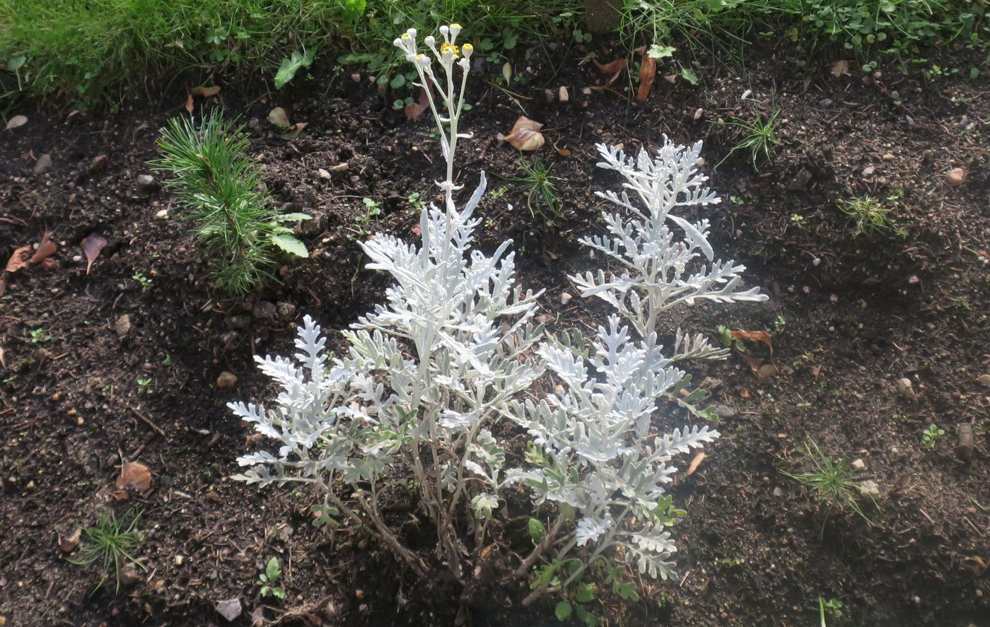 Image of Senecio cineraria specimen.