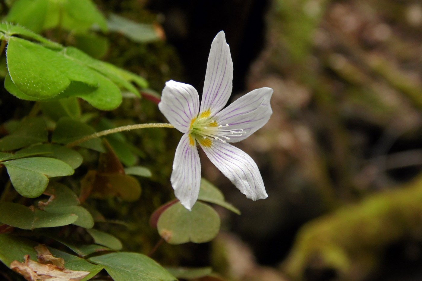 Изображение особи Oxalis acetosella.