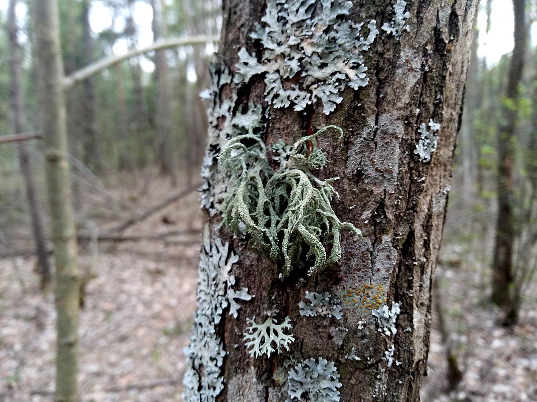 Изображение особи Evernia mesomorpha.