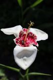 Tigridia pavonia. Цветок и отдыхающий жук. Томская обл., г. Томск, окр. с. Заварзино, садовый участок. 19.07.2020.