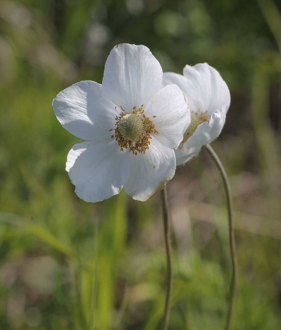 Image of Anemone sylvestris specimen.