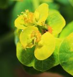 Euphorbia mandshurica