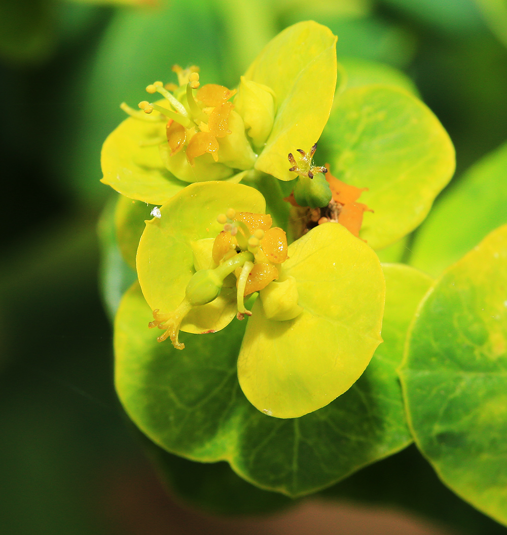 Image of Euphorbia mandshurica specimen.