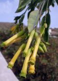 Nicotiana glauca