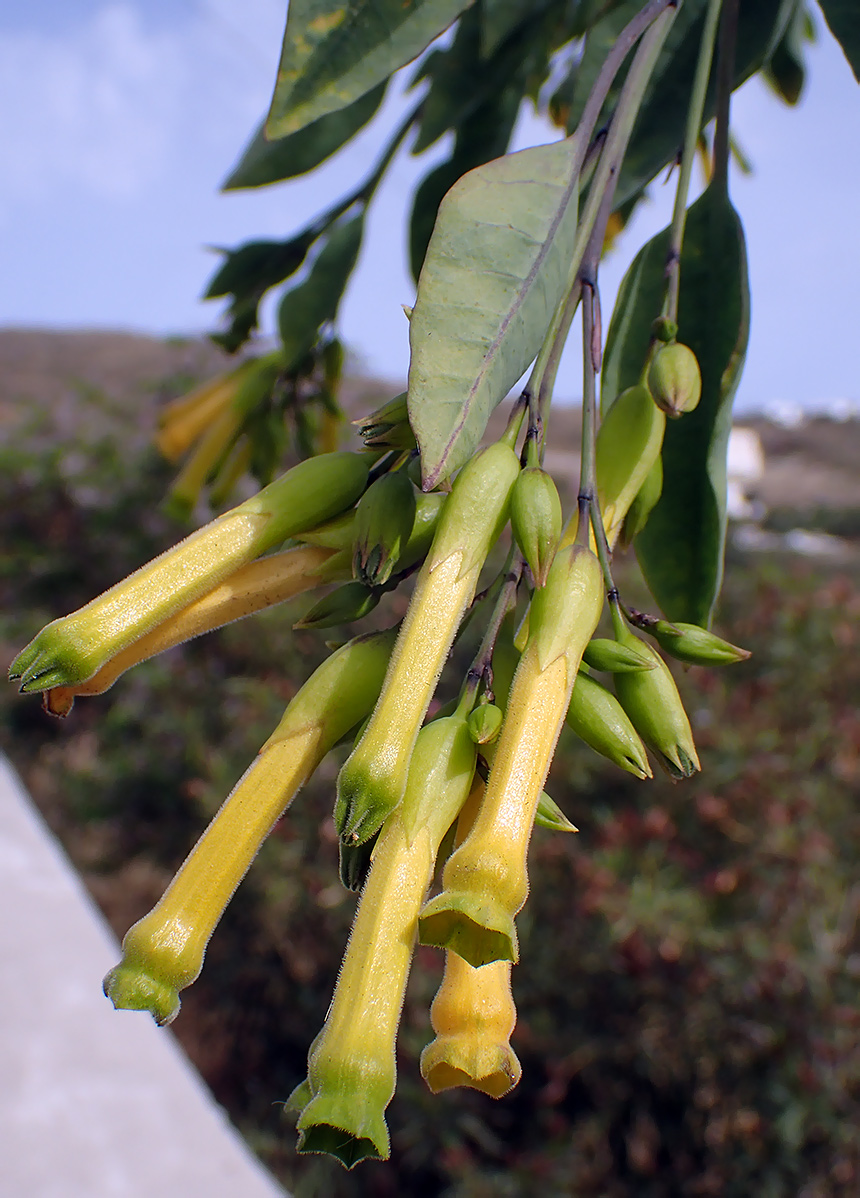 Image of Nicotiana glauca specimen.