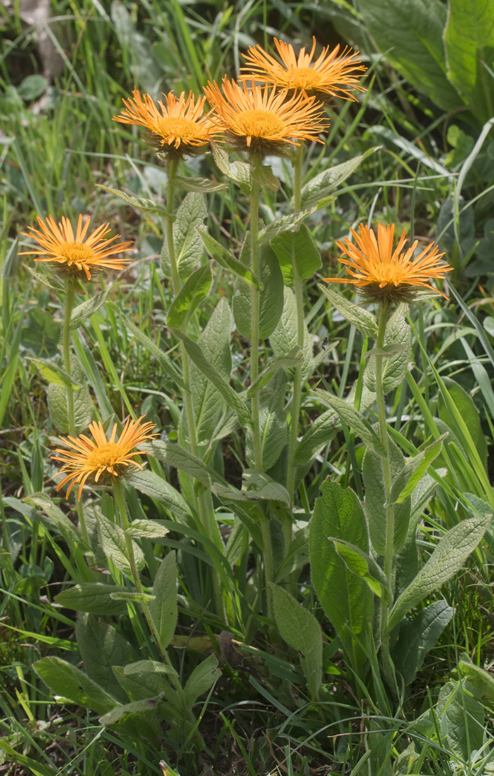 Изображение особи Inula grandiflora.