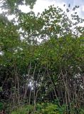 Corylus mandshurica