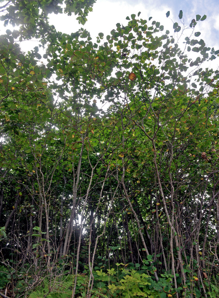 Image of Corylus mandshurica specimen.