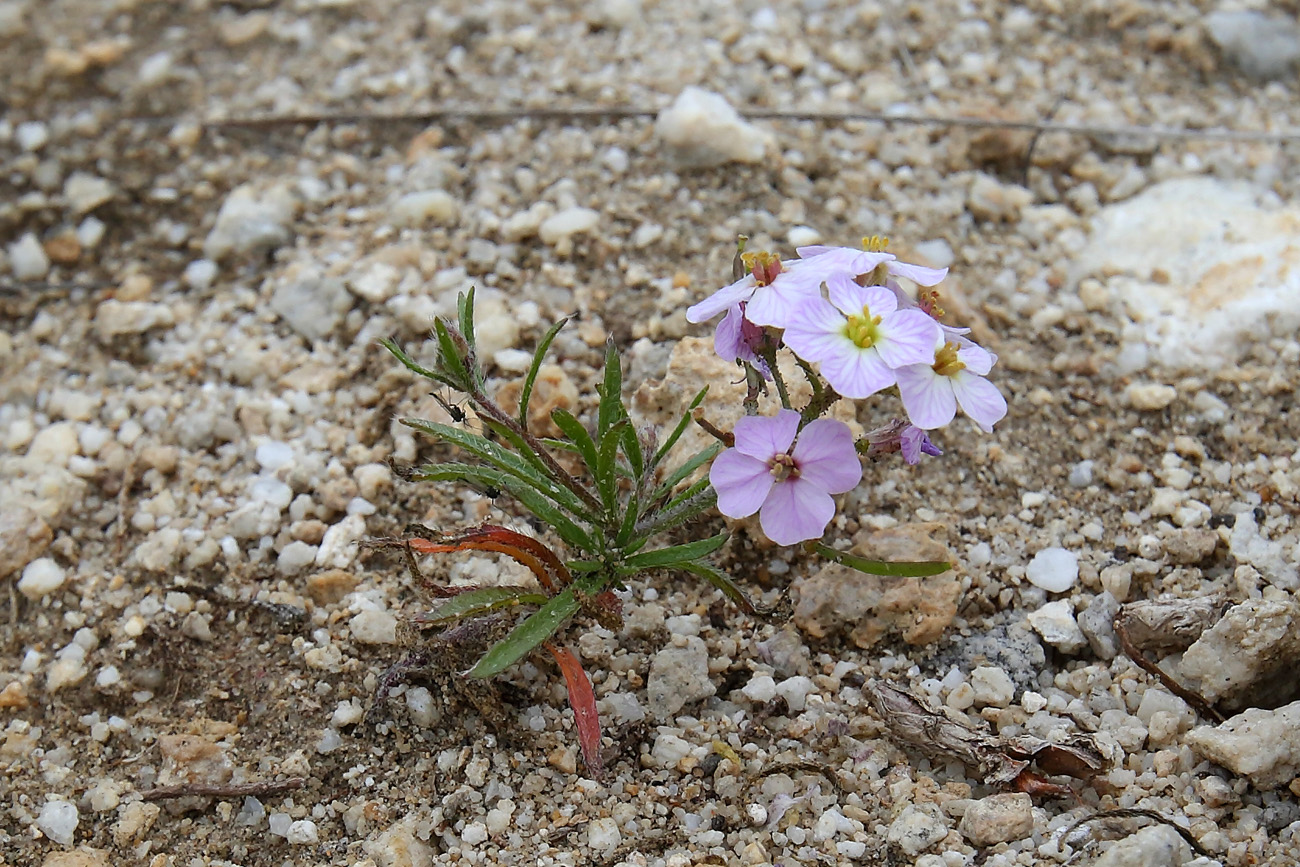 Image of Dontostemon integrifolius var. glandulosus specimen.