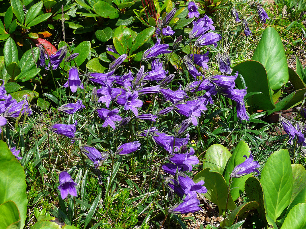 Изображение особи Campanula dasyantha.