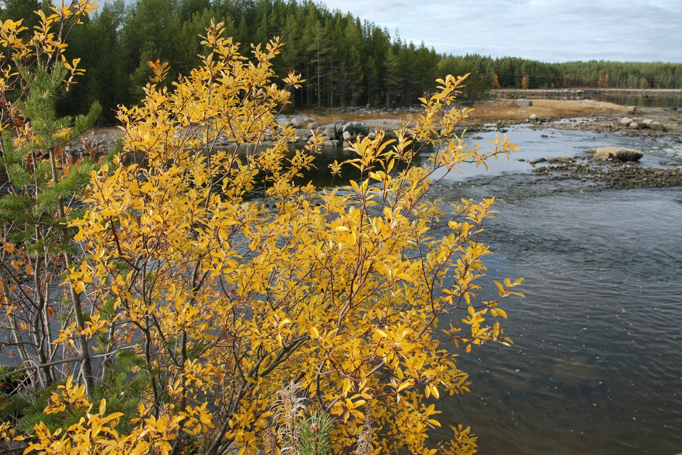 Image of Salix phylicifolia specimen.