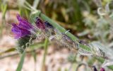 Echium angustifolium. Соцветие с цветущими и отцветшими цветками. Израиль, лес Бен-Шемен. 20.04.2019.