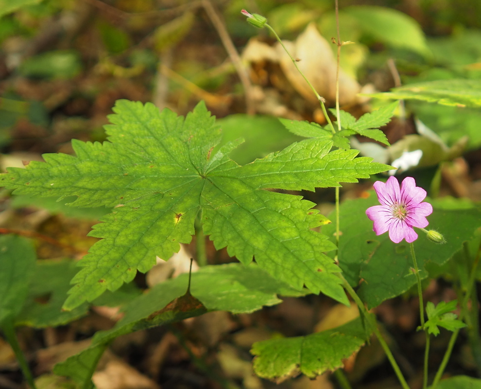 Image of Geranium gracile specimen.