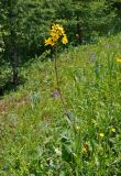 Ligularia altaica