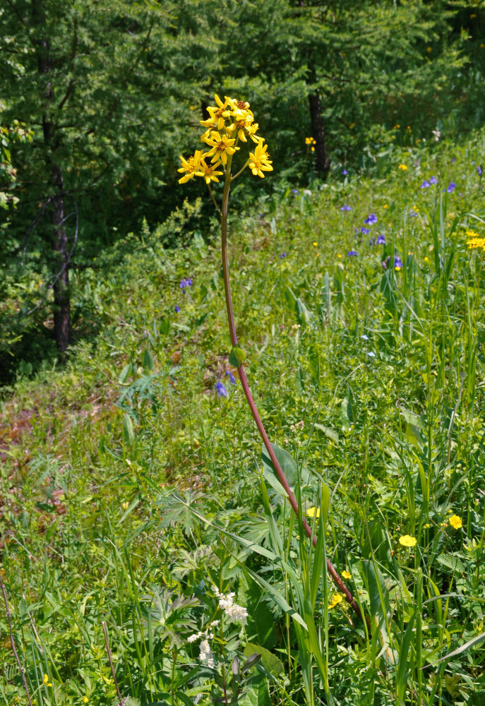 Image of Ligularia altaica specimen.