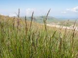 Festuca woronowii