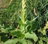 Verbascum thapsus. Нижняя часть расцветающего растения. Москва, Якиманка, ЦПКиО им. Горького, Партер, в культуре. 29.08.2020.