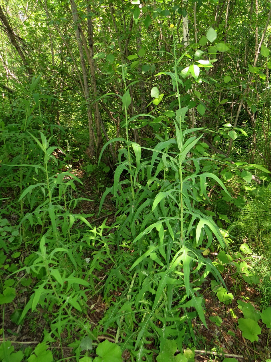 Image of Sonchus palustris specimen.