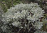 Image of taxon representative. Author is Игорь Павлов