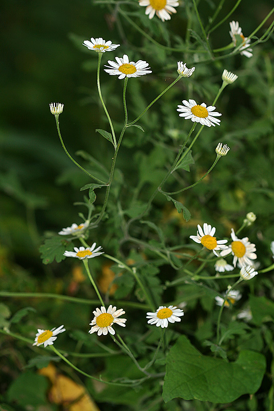 Изображение особи Pyrethrum parthenifolium.