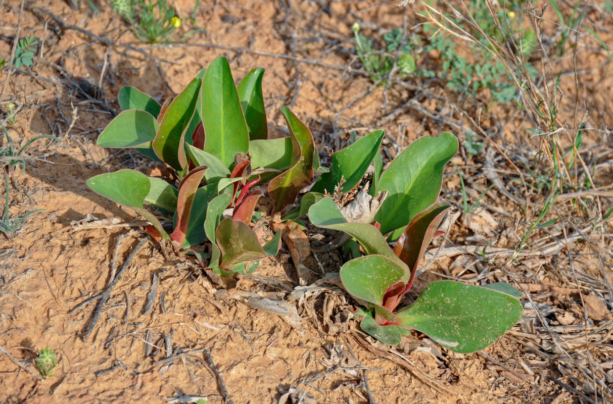 Image of genus Limonium specimen.