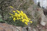 Alyssum calycocarpum