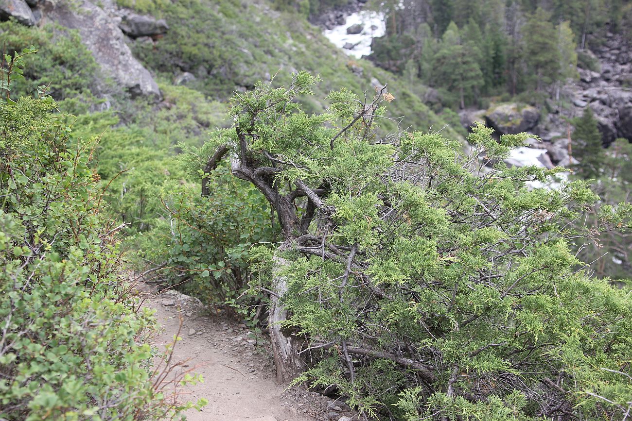 Изображение особи Juniperus sabina.