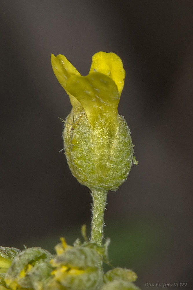 Image of genus Odontarrhena specimen.