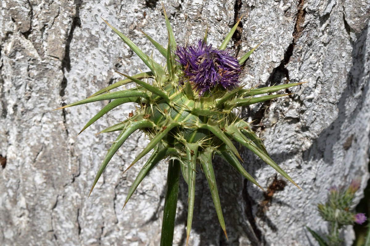 Image of Silybum marianum specimen.