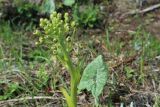 Petasites spurius