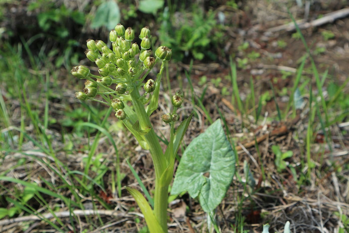 Изображение особи Petasites spurius.