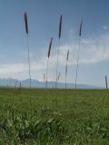 Hordeum nevskianum